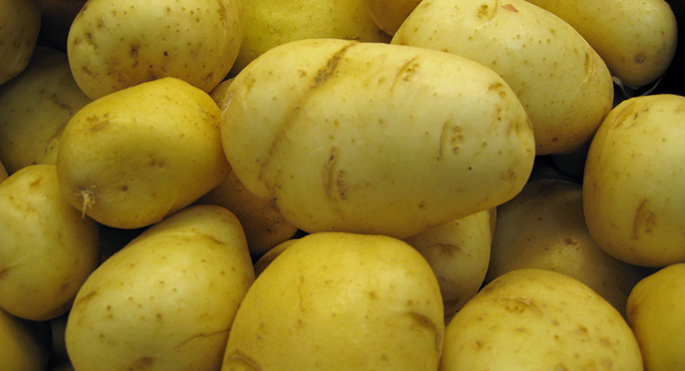 Sinh viên Thụy Điển đã chế tạo ra nhựa từ khoai tây